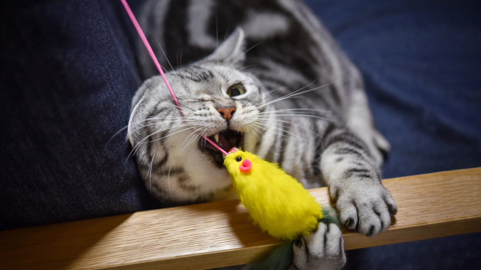 Cat Toys